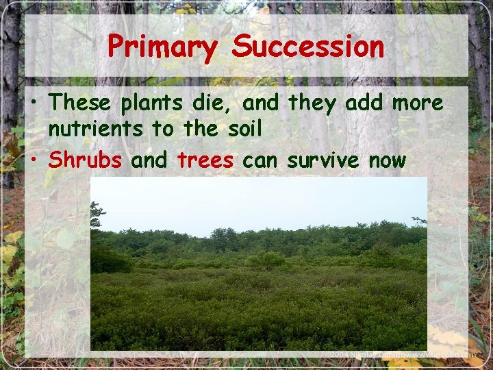 Primary Succession • These plants die, and they add more nutrients to the soil