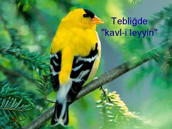 Tebliğde "kavl-i leyyin" 