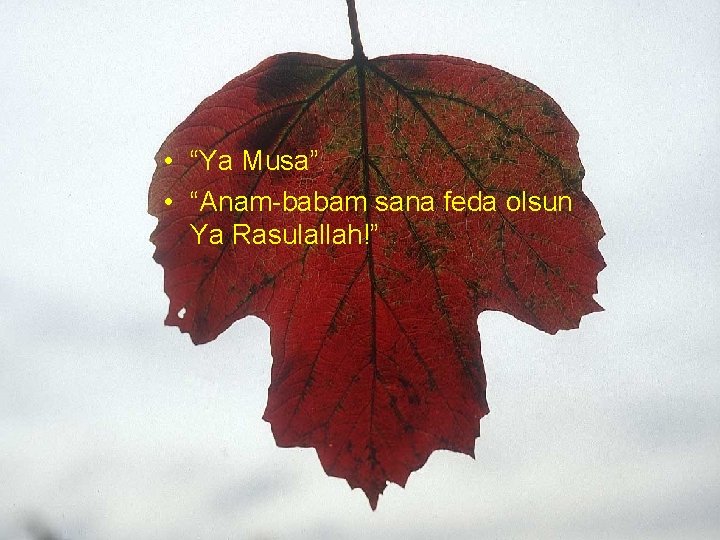  • “Ya Musa” • “Anam-babam sana feda olsun Ya Rasulallah!” 