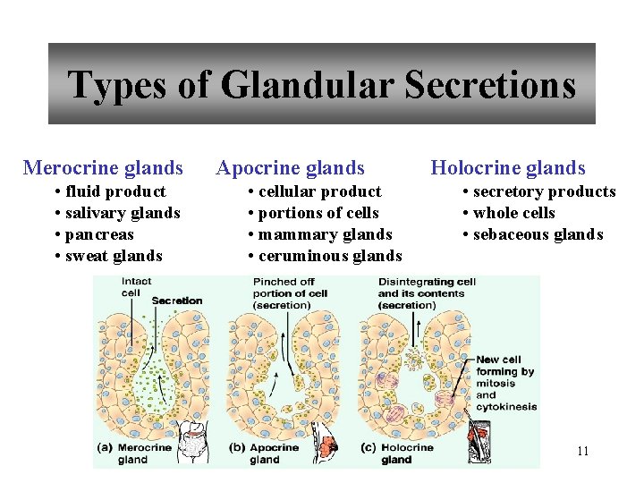 Types of Glandular Secretions Merocrine glands • fluid product • salivary glands • pancreas