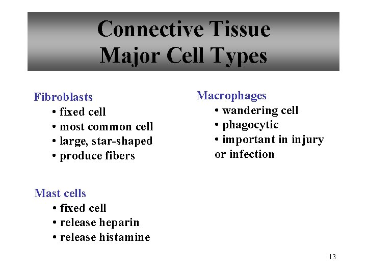 Connective Tissue Major Cell Types Fibroblasts • fixed cell • most common cell •