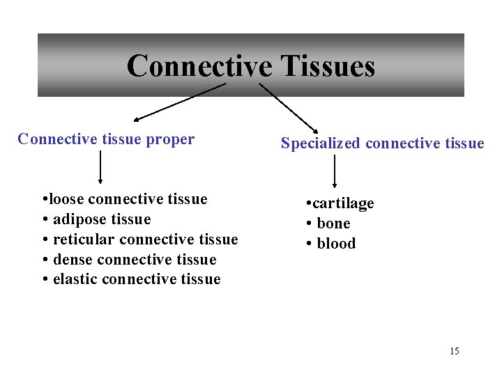 Connective Tissues Connective tissue proper • loose connective tissue • adipose tissue • reticular