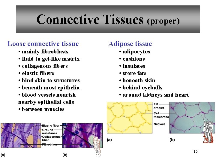 Connective Tissues (proper) Loose connective tissue • mainly fibroblasts • fluid to gel-like matrix