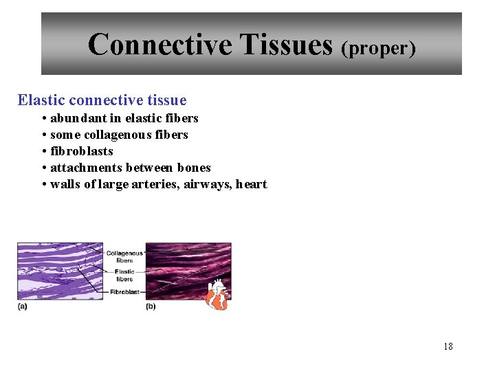 Connective Tissues (proper) Elastic connective tissue • abundant in elastic fibers • some collagenous