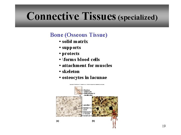 Connective Tissues (specialized) Bone (Osseous Tissue) • solid matrix • supports • protects •