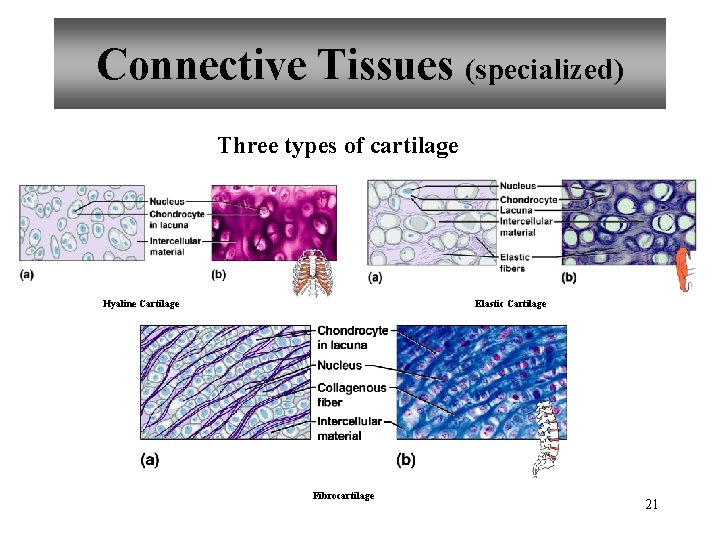 Connective Tissues (specialized) Three types of cartilage Hyaline Cartilage Elastic Cartilage Fibrocartilage 21 