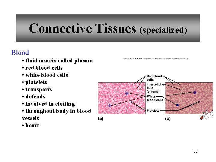 Connective Tissues (specialized) Blood • fluid matrix called plasma • red blood cells •