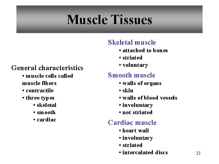 Muscle Tissues Skeletal muscle General characteristics • muscle cells called muscle fibers • contractile