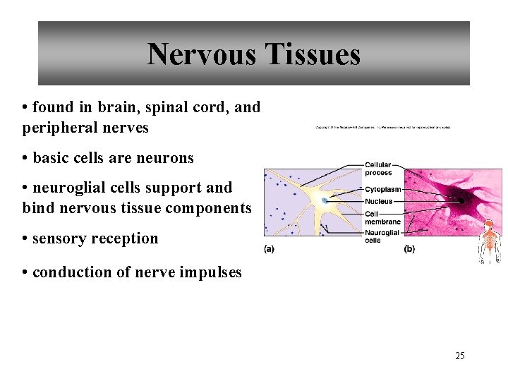 Nervous Tissues • found in brain, spinal cord, and peripheral nerves • basic cells