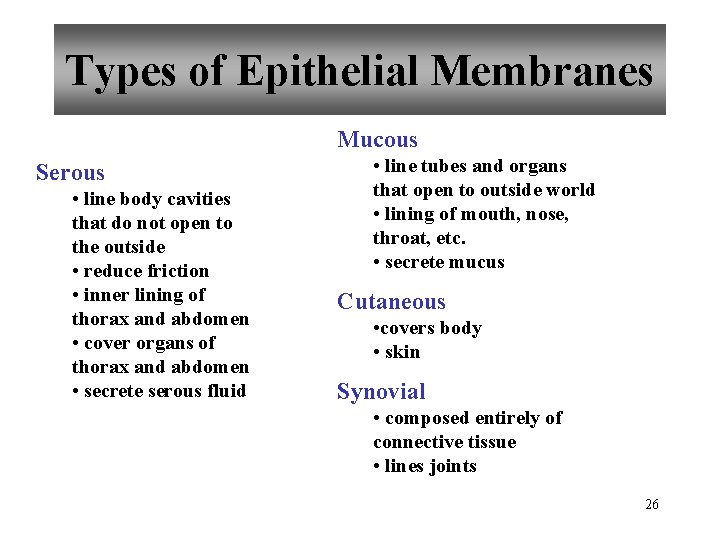 Types of Epithelial Membranes Mucous Serous • line body cavities that do not open