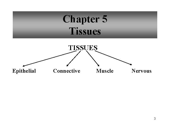 Chapter 5 Tissues TISSUES Epithelial Connective Muscle Nervous 3 