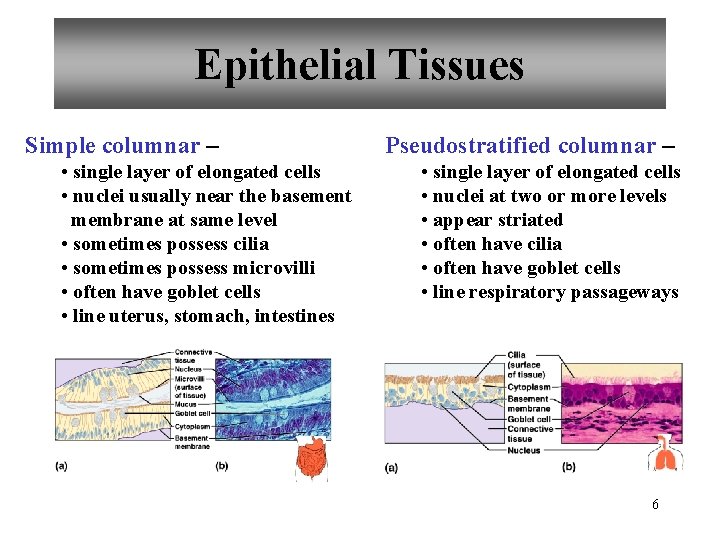 Epithelial Tissues Simple columnar – • single layer of elongated cells • nuclei usually