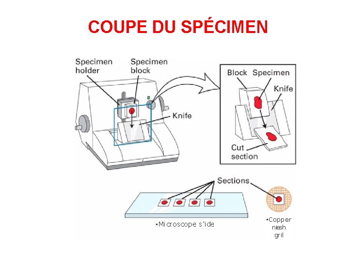 COUPE DU SPÉCIMEN • Microscope s'ide • Copper niesh gril 