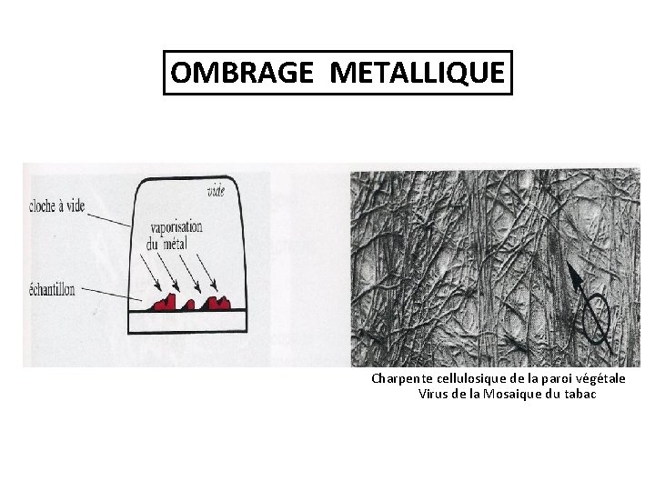 OMBRAGE METALLIQUE Charpente cellulosique de la paroi végétale Virus de la Mosaique du tabac