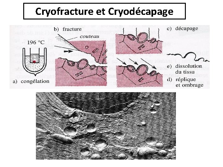 Cryofracture et Cryodécapage 
