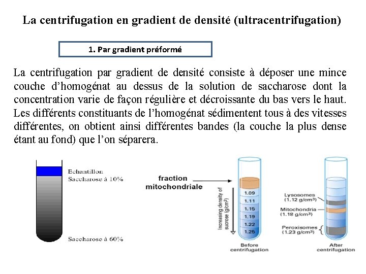 La centrifugation en gradient de densité (ultracentrifugation) 1. Par gradient préformé La centrifugation par