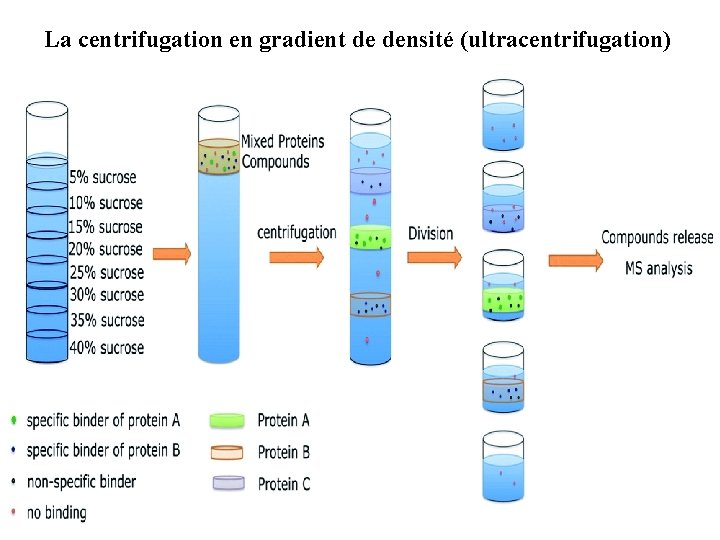 La centrifugation en gradient de densité (ultracentrifugation) 