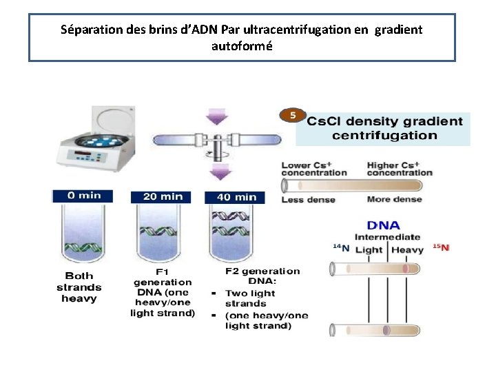 Séparation des brins d’ADN Par ultracentrifugation en gradient autoformé 