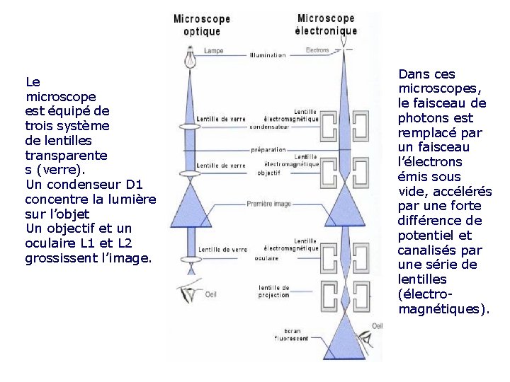 Le microscope est équipé de trois système de lentilles transparente s (verre). Un condenseur