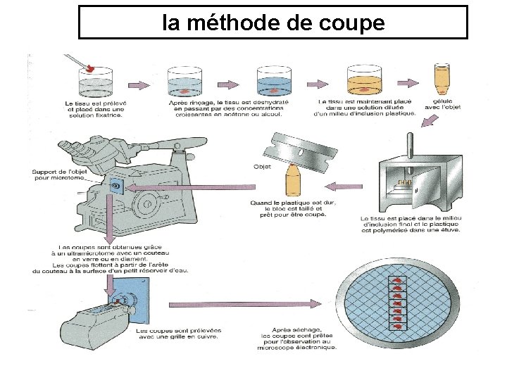 la méthode de coupe 