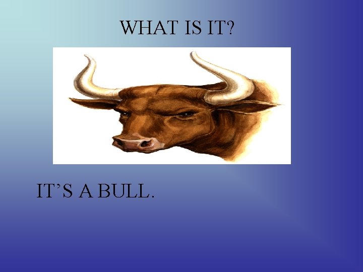 WHAT IS IT? IT’S A BULL. 