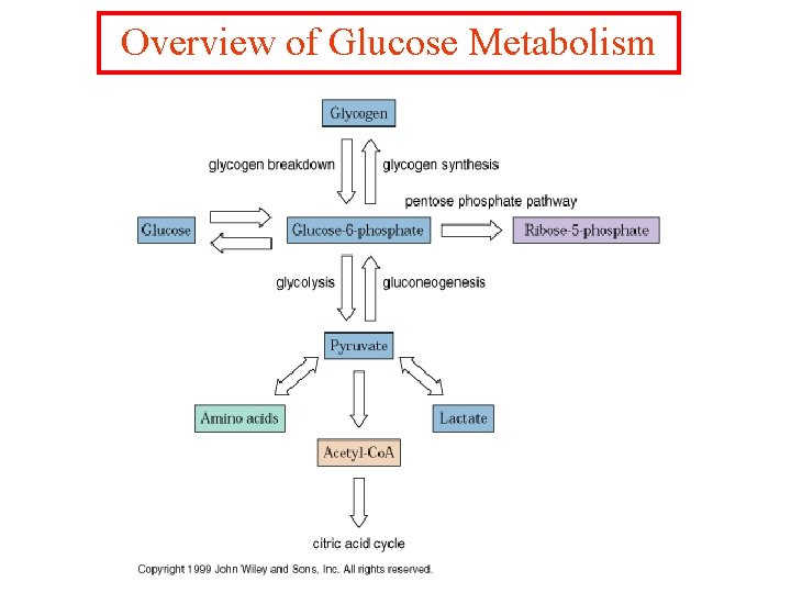 Overview of Glucose Metabolism 