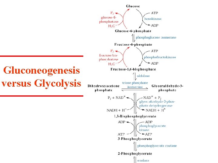 Gluconeogenesis versus Glycolysis 