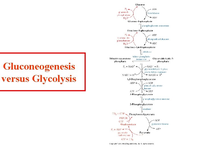 Gluconeogenesis versus Glycolysis 