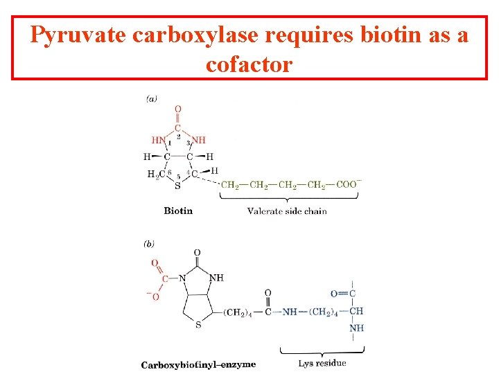 Pyruvate carboxylase requires biotin as a cofactor 