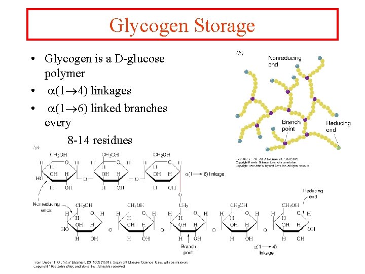 Glycogen Storage • Glycogen is a D-glucose polymer • a(1 4) linkages • a(1