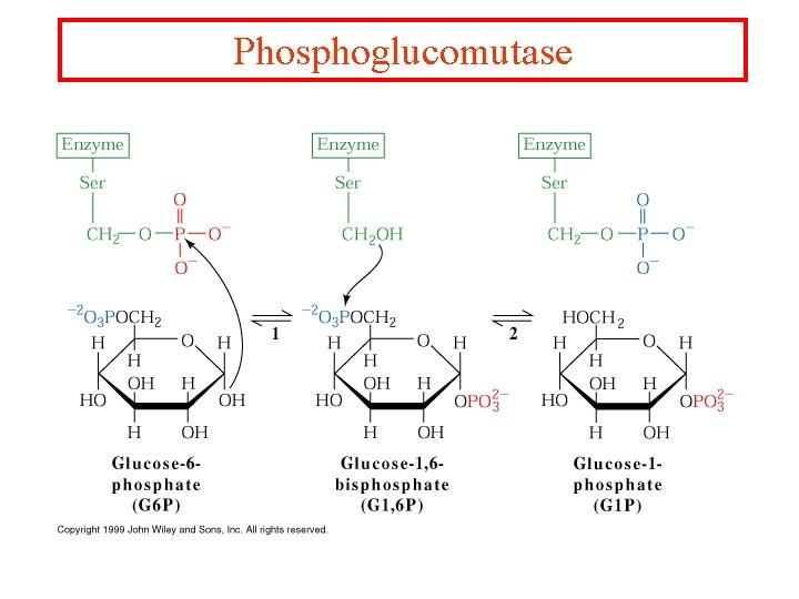 Phosphoglucomutase 