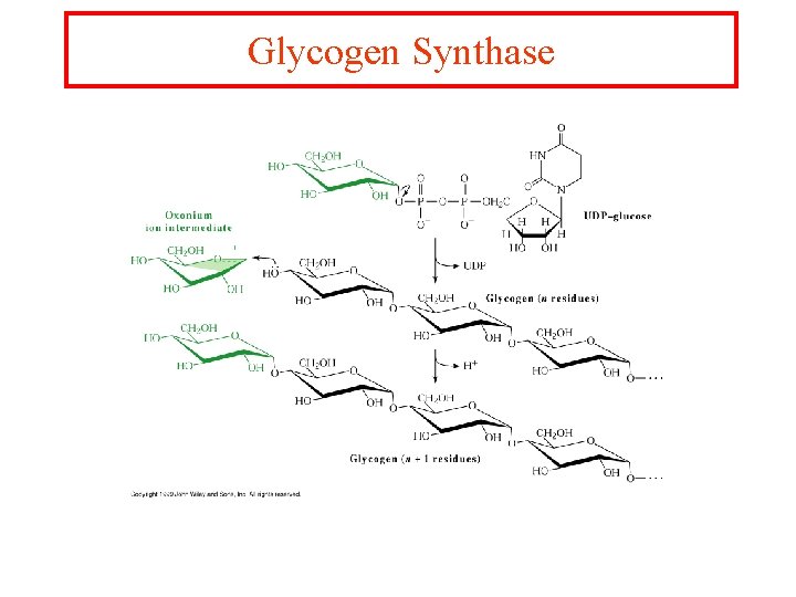 Glycogen Synthase 