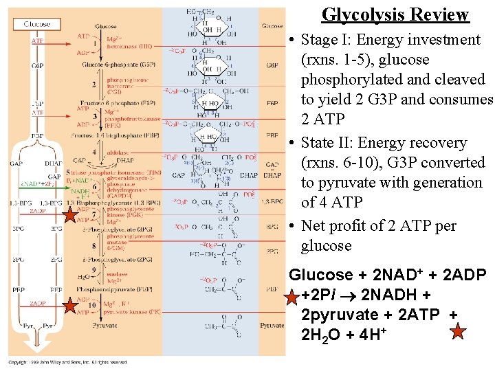 Glycolysis Review • Stage I: Energy investment (rxns. 1 -5), glucose phosphorylated and cleaved