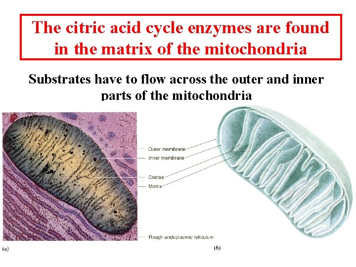The citric acid cycle enzymes are found in the matrix of the mitochondria Substrates