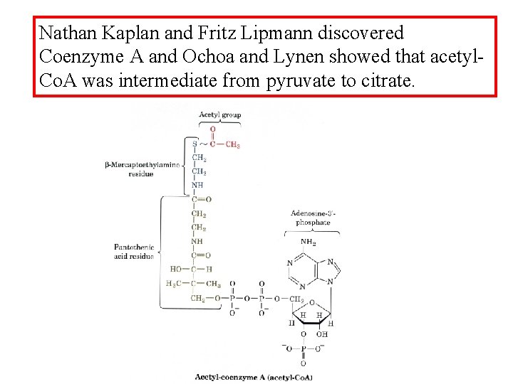 Nathan Kaplan and Fritz Lipmann discovered Coenzyme A and Ochoa and Lynen showed that