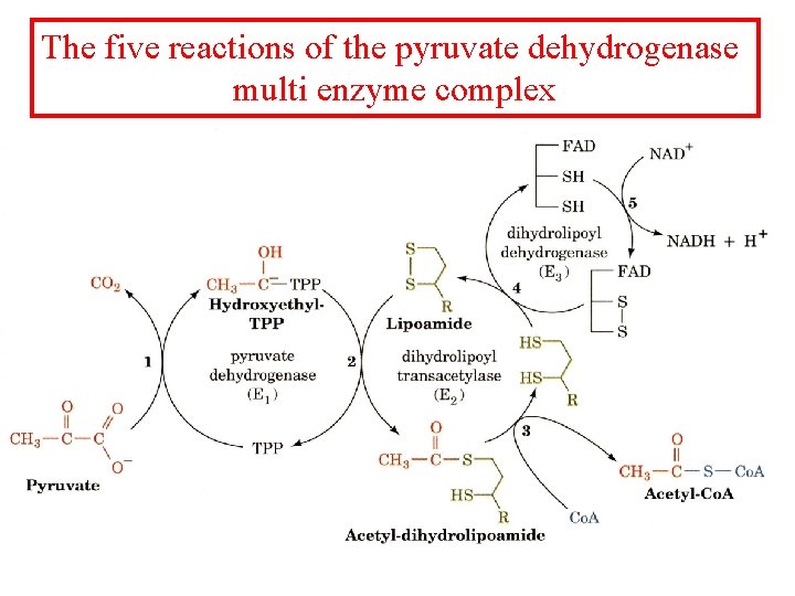 The five reactions of the pyruvate dehydrogenase multi enzyme complex 