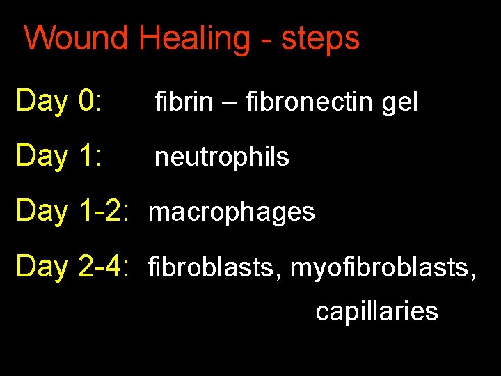 Wound Healing - steps Day 0: fibrin – fibronectin gel Day 1: neutrophils Day