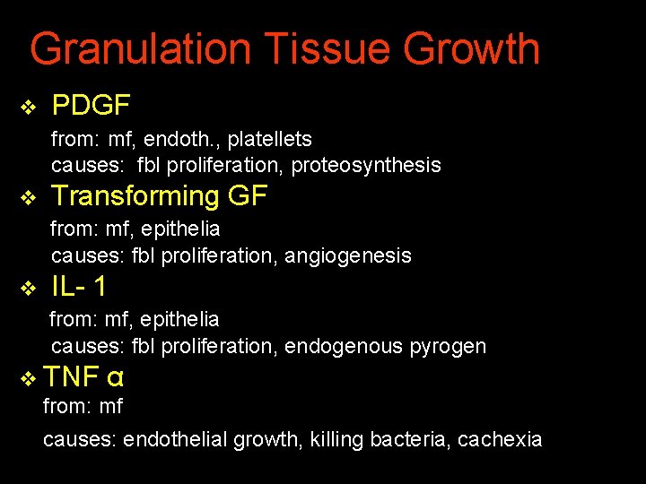 Granulation Tissue Growth v PDGF from: mf, endoth. , platellets causes: fbl proliferation, proteosynthesis