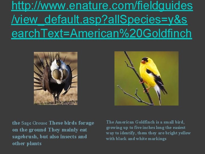 http: //www. enature. com/fieldguides /view_default. asp? all. Species=y&s earch. Text=American%20 Goldfinch the Sage Grouse