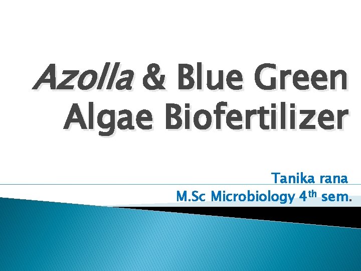 Azolla & Blue Green Algae Biofertilizer Tanika rana M. Sc Microbiology 4 th sem.