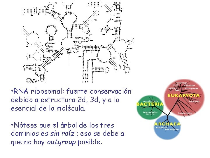  • RNA ribosomal: fuerte conservación debido a estructura 2 d, 3 d, y