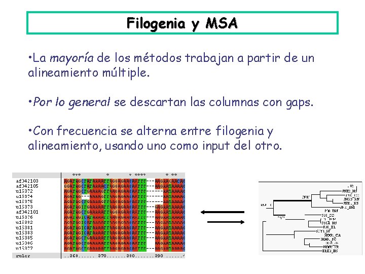 Filogenia y MSA • La mayoría de los métodos trabajan a partir de un