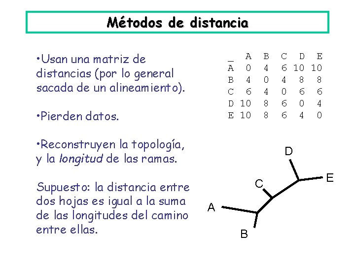 Métodos de distancia • Usan una matriz de distancias (por lo general sacada de