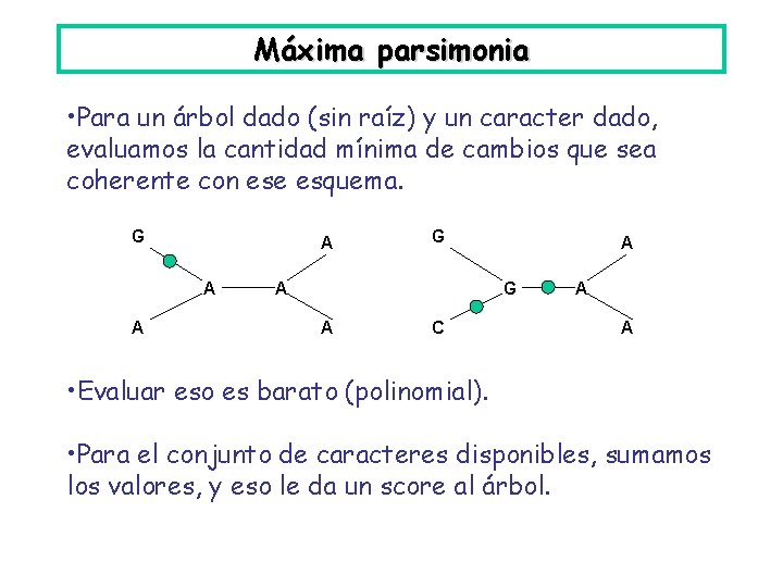 Máxima parsimonia • Para un árbol dado (sin raíz) y un caracter dado, evaluamos