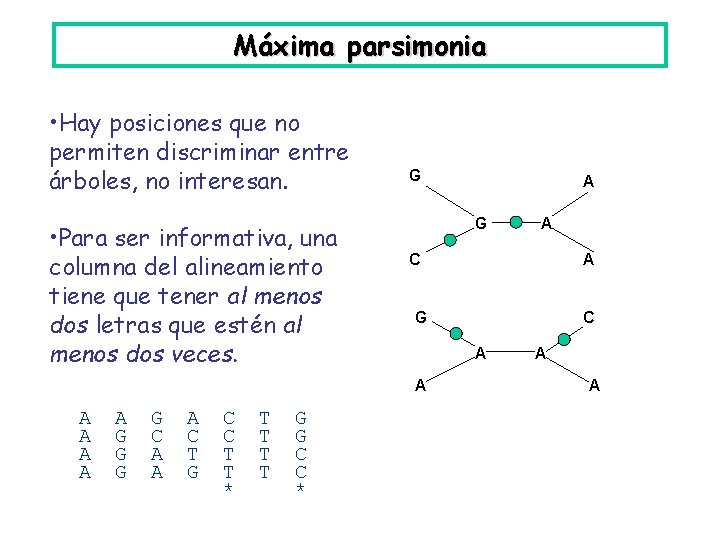 Máxima parsimonia • Hay posiciones que no permiten discriminar entre árboles, no interesan. •