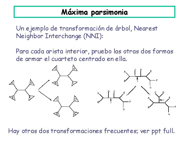 Máxima parsimonia Un ejemplo de transformación de árbol, Nearest Neighbor Interchange (NNI): Para cada