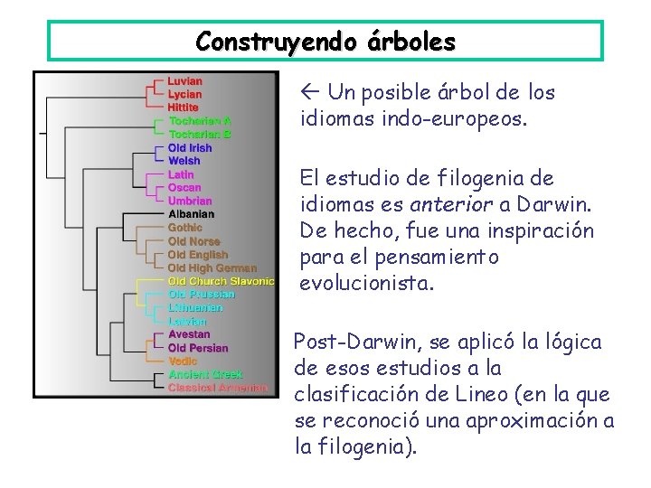 Construyendo árboles Un posible árbol de los idiomas indo-europeos. El estudio de filogenia de