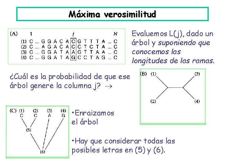 Máxima verosimilitud Evaluemos L(j), dado un árbol y suponiendo que conocemos las longitudes de