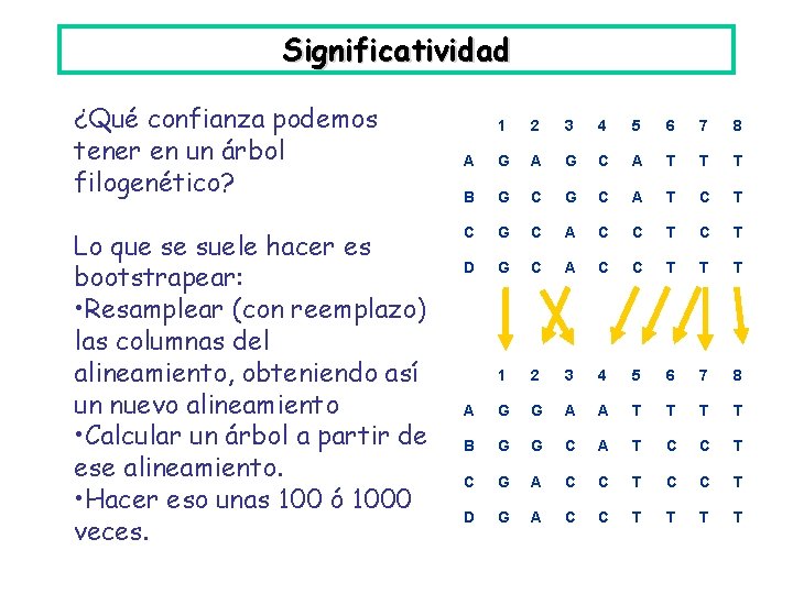 Significatividad ¿Qué confianza podemos tener en un árbol filogenético? Lo que se suele hacer