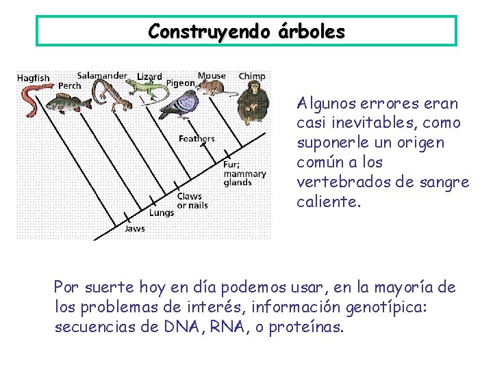 Construyendo árboles Algunos errores eran casi inevitables, como suponerle un origen común a los